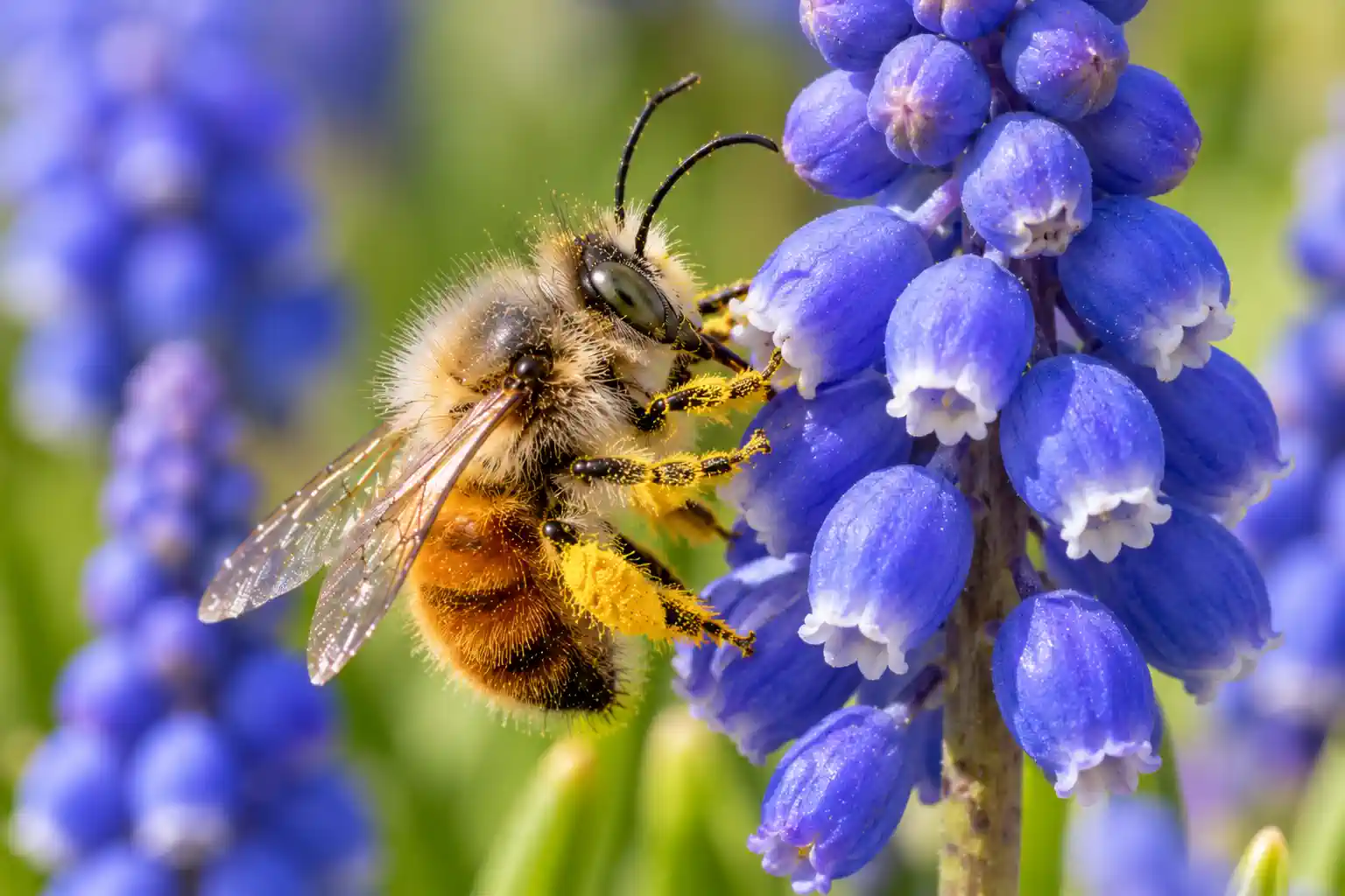 Biene auf einer Hyazinthenblüte