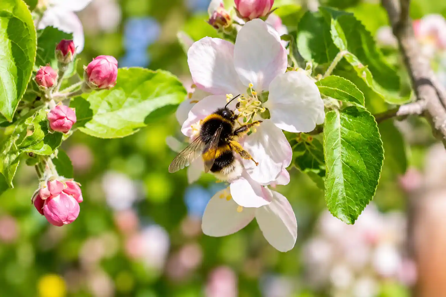 Hummel auf einer Apfelblüte