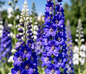 Das Bild zeigt die Blüte der Pflanze