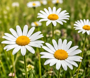 Das Bild zeigt die Blüte der Pflanze
