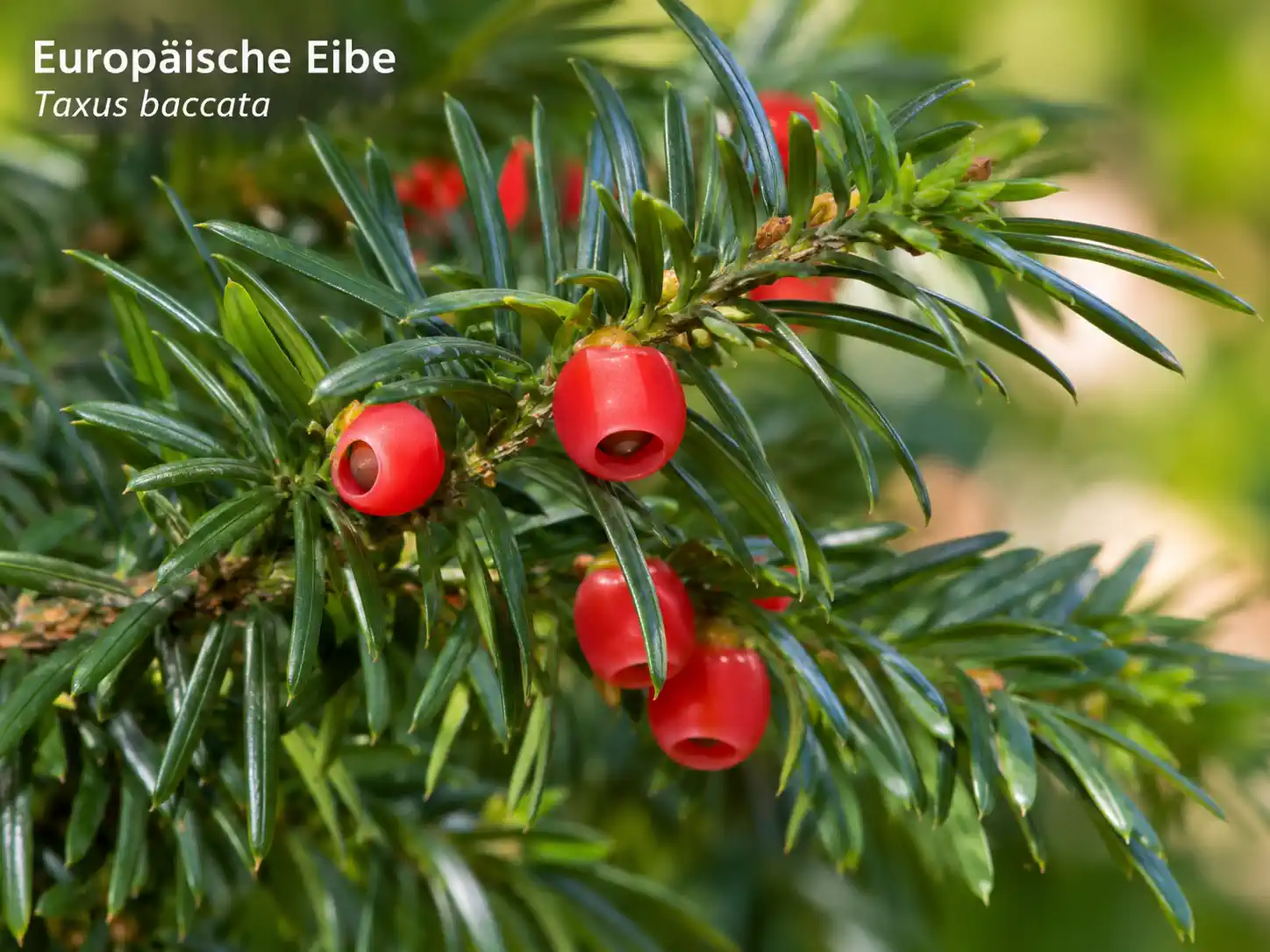 Bild der Giftpflanze