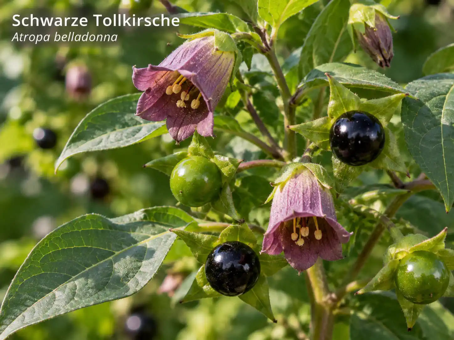 Bild der Giftpflanze