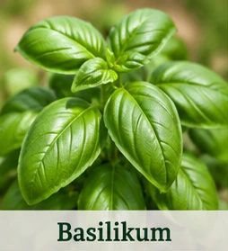 Bild des Basilikums
