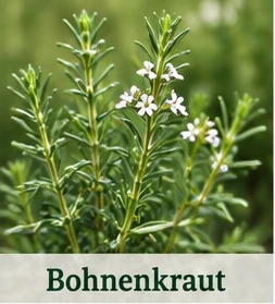 Bild des Bohnenkrauts