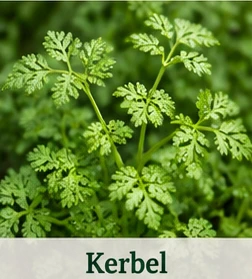 Bild des Kerbels