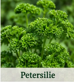Bild der Petersilie