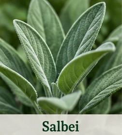 Bild des Salbeis