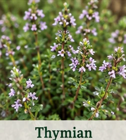 Bild des Thymian