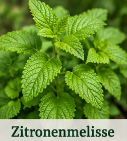 Bild der Zitronenmelisse
