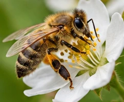 Bild des Nützlings