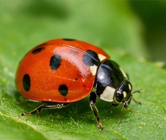 Bild des Nützlings
