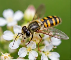 Bild des Nützlings