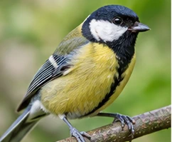 Bild des Nützlings