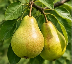 Bild der Frucht