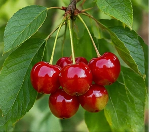 Bild der Frucht