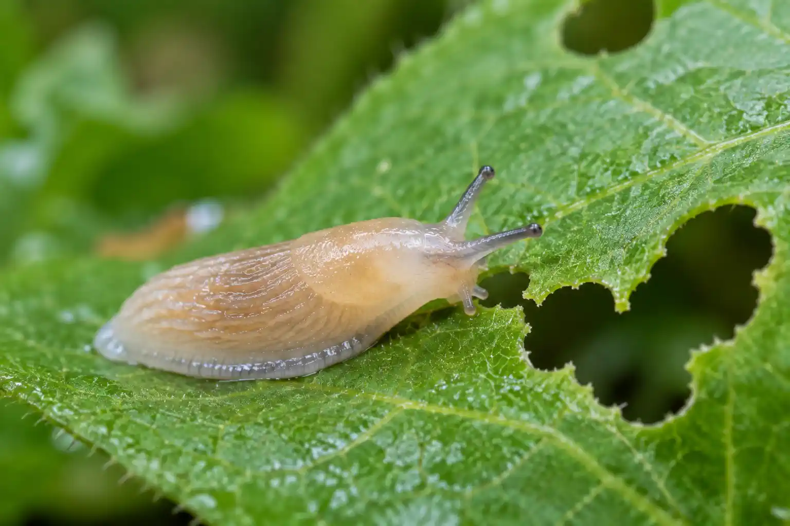Das Bild zeigt eine Schnecke