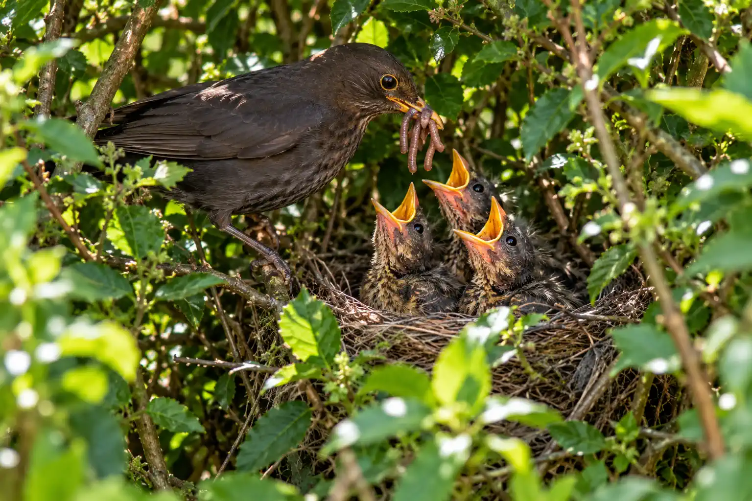 Amsel füttert ihren Nachwuchs