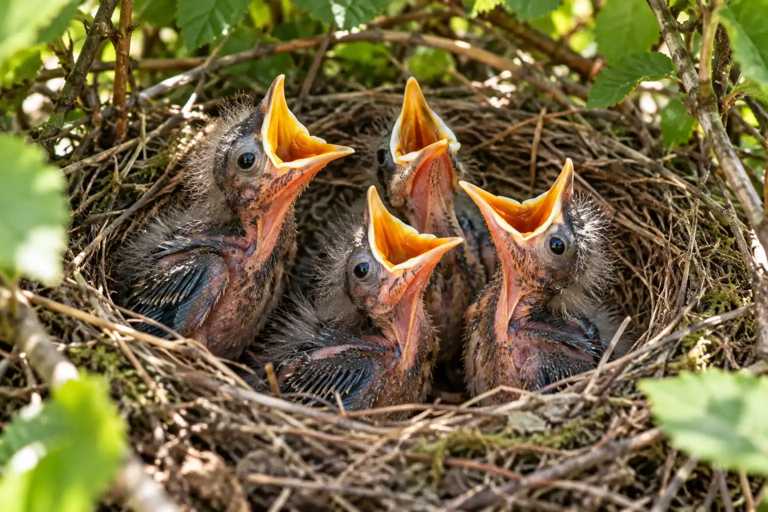 Jungvögel in einem Nest (Nestlinge)